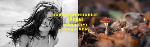 индика Елизово